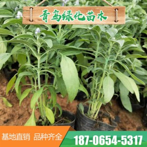 山東鼠尾草 宿根鼠尾草 鼠尾草小苗批發