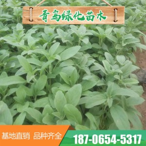 山東鼠尾草 宿根鼠尾草 鼠尾草小苗批發