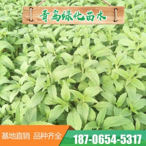 山東鼠尾草 宿根鼠尾草 鼠尾草小苗批發