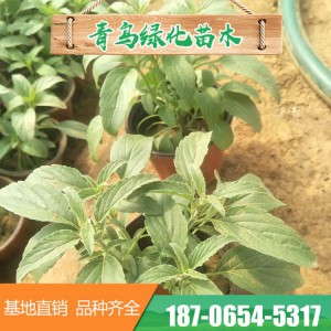 山東鼠尾草 宿根鼠尾草 鼠尾草小苗批發