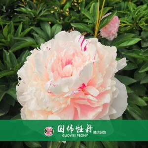 芍藥基地 觀賞芍藥價格 芍藥種植基地  國偉芍藥