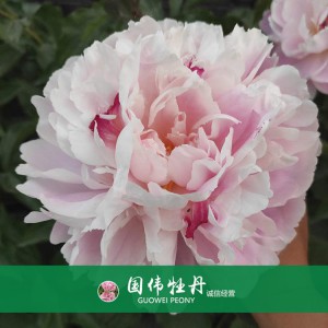 芍藥基地 觀賞芍藥價格 芍藥種植基地  國偉芍藥