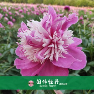 芍藥基地 觀賞芍藥價格 芍藥種植基地  國偉芍藥