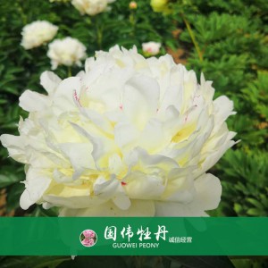 芍藥基地 觀賞芍藥價格 芍藥種植基地  國偉芍藥