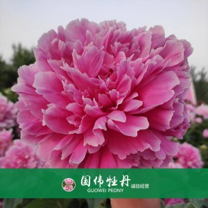 芍藥基地 觀賞芍藥價格 芍藥種植基地  國偉芍藥