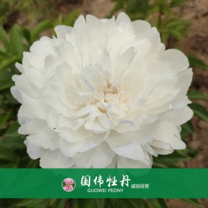 芍藥基地 觀賞芍藥價格 芍藥種植基地  國偉芍藥