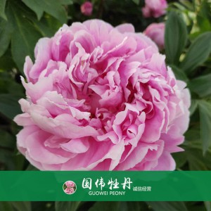 芍藥基地 觀賞芍藥價格 芍藥種植基地  國偉芍藥