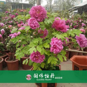 盆栽牡丹 精品牡丹 菏澤牡丹苗批發(fā) 牡丹苗價(jià)格 國(guó)偉牡丹苗種植基地常年供應(yīng)牡丹苗