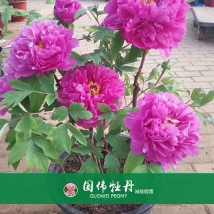 盆栽牡丹 精品牡丹 菏澤牡丹苗批發(fā) 牡丹苗價(jià)格 國(guó)偉牡丹苗種植基地常年供應(yīng)牡丹苗