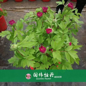 盆栽牡丹 精品牡丹 菏澤牡丹苗批發(fā) 牡丹苗價(jià)格 國(guó)偉牡丹苗種植基地常年供應(yīng)牡丹苗