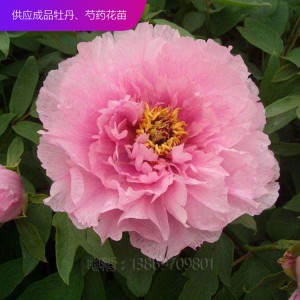 精品牡丹 泰盛牡丹種植 泰盛牡丹 牡丹苗 牡丹苗種植 牡丹苗價格