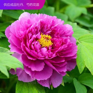 精品牡丹 泰盛牡丹種植 泰盛牡丹 牡丹苗 牡丹苗種植 牡丹苗價格