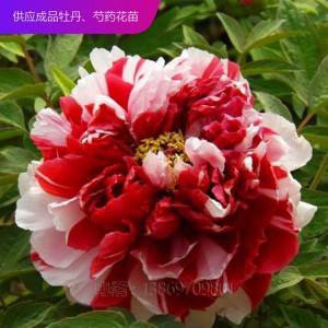 精品牡丹 泰盛牡丹種植 泰盛牡丹 牡丹苗 牡丹苗種植 牡丹苗價格