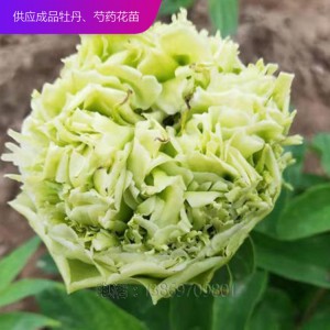 精品牡丹 泰盛牡丹種植 泰盛牡丹 牡丹苗 牡丹苗種植 牡丹苗價格