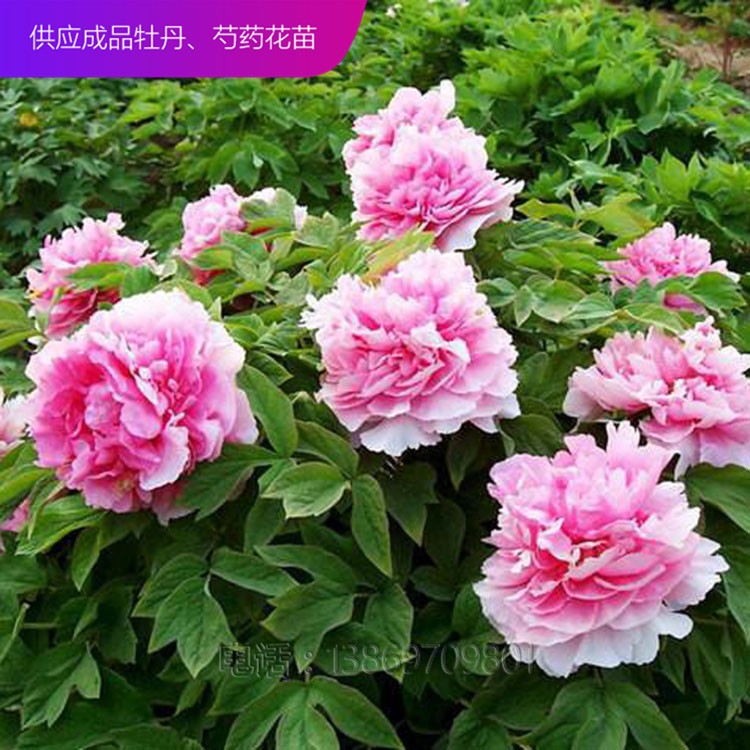 精品牡丹 泰盛牡丹種植 泰盛牡丹 牡丹苗 牡丹苗種植 牡丹苗價(jià)格