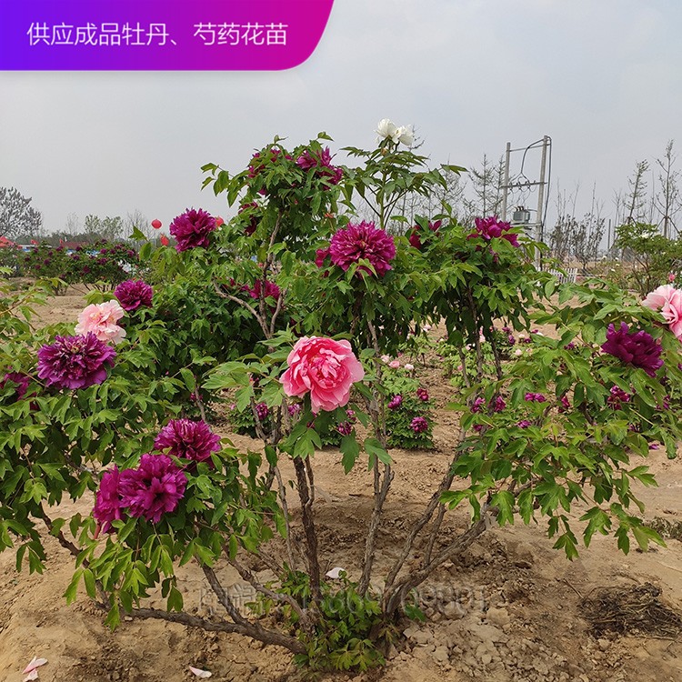 牡丹樹 精品牡丹 泰盛牡丹 牡丹價(jià)格