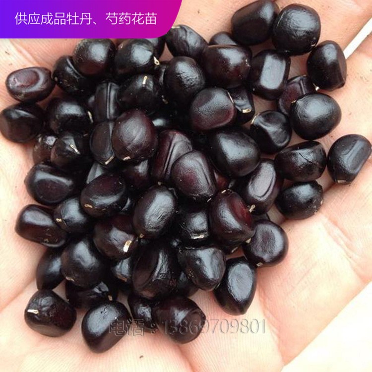 牡丹種子 精品牡丹 泰盛牡丹 牡丹價(jià)格 牡丹苗