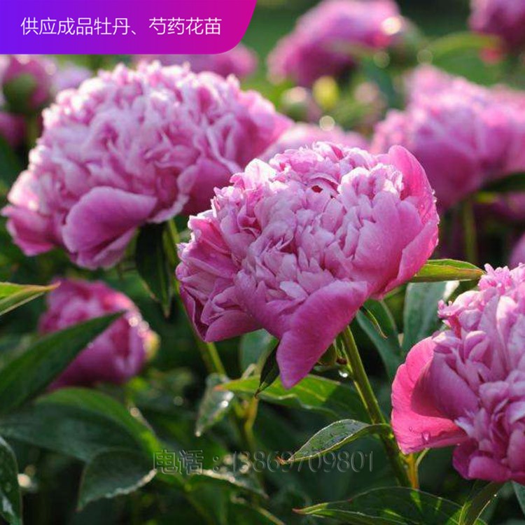 芍藥 芍藥苗 精品芍藥 芍藥價(jià)格 芍藥花 芍藥花苗