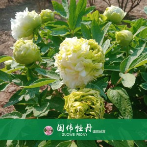 綠色牡丹 黃色牡丹 菏澤牡丹苗批發 牡丹苗出售