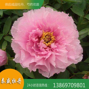 菏澤牡丹基地 粉色精品牡丹 觀賞牡丹花苗批發零售