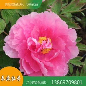 菏澤牡丹基地 粉色精品牡丹 觀賞牡丹花苗批發零售