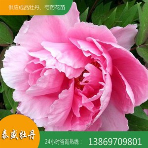 菏澤牡丹基地 粉色精品牡丹 觀賞牡丹花苗批發零售
