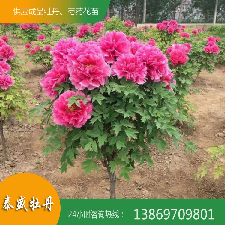 菏澤牡丹基地 優(yōu)質(zhì)牡丹樹供應(yīng) 百年牡丹古樹培育 觀賞牡丹樹價(jià)格