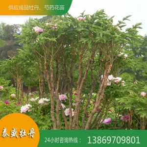 菏澤牡丹基地 優質牡丹樹供應 百年牡丹古樹培育 觀賞牡丹樹價格