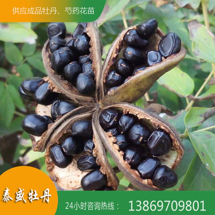 菏澤牡丹基地 觀賞牡丹種子 油用牡丹籽 牡丹種子價(jià)格