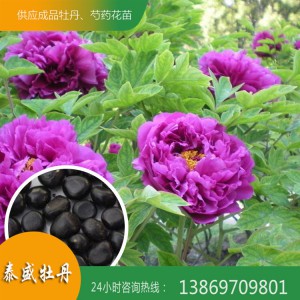 菏澤牡丹基地 觀賞牡丹種子 油用牡丹籽 牡丹種子價(jià)格