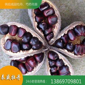 菏澤牡丹基地 觀賞牡丹種子 油用牡丹籽 牡丹種子價(jià)格