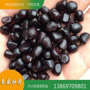 菏澤牡丹基地 觀賞牡丹種子 油用牡丹籽 牡丹種子價(jià)格