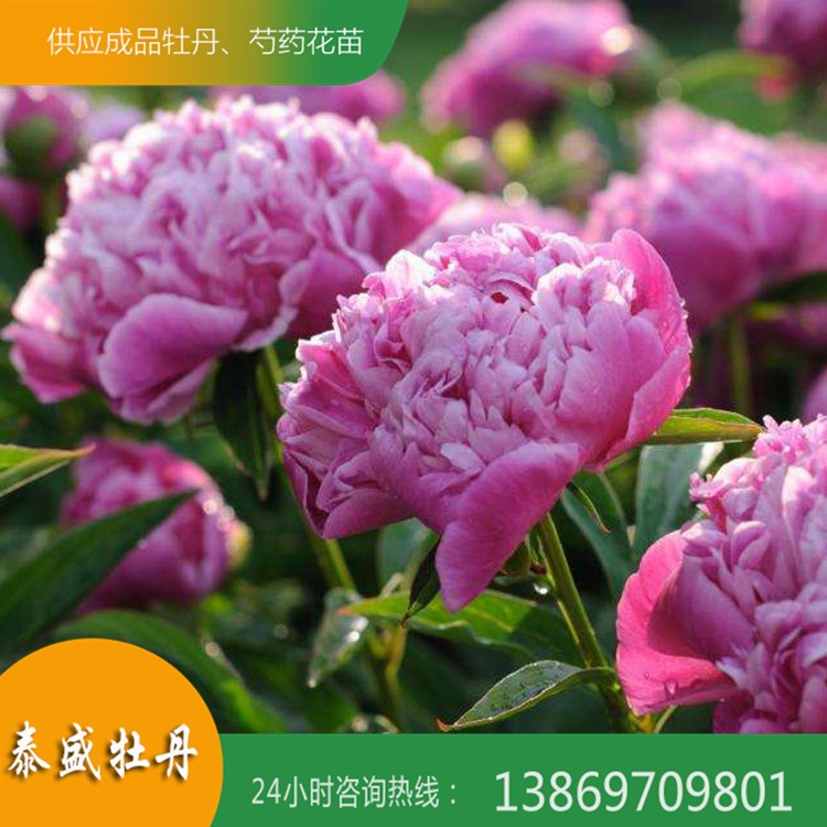 芍藥種植基地 芍藥花苗 觀賞芍藥批發(fā)價(jià)格