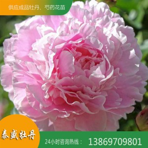 芍藥種植基地 芍藥花苗 觀賞芍藥批發(fā)價(jià)格