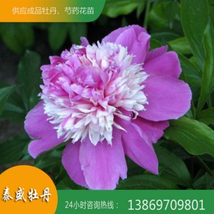 芍藥種植基地 芍藥花苗 觀賞芍藥批發(fā)價(jià)格