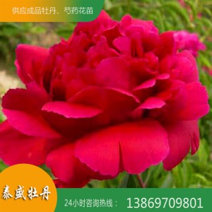 芍藥種植基地 芍藥花苗 觀賞芍藥批發(fā)價(jià)格