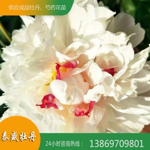 芍藥種植基地 芍藥花苗 觀賞芍藥批發(fā)價(jià)格