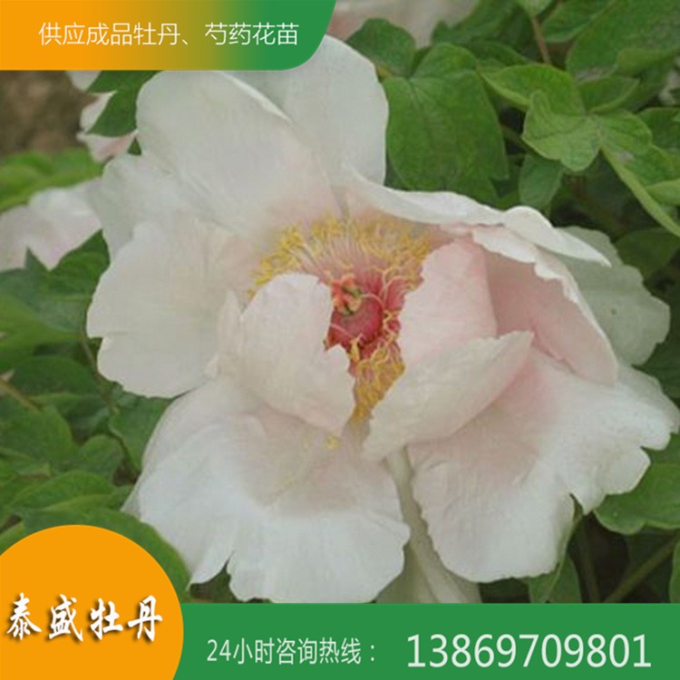 油用牡丹花 菏澤牡丹 油用牡丹種苗價(jià)格 泰盛牡丹