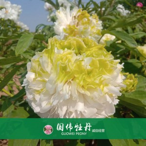 綠色牡丹 黃色牡丹 菏澤牡丹苗批發 牡丹苗出售