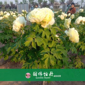 綠色牡丹 黃色牡丹 菏澤牡丹苗批發 牡丹苗出售