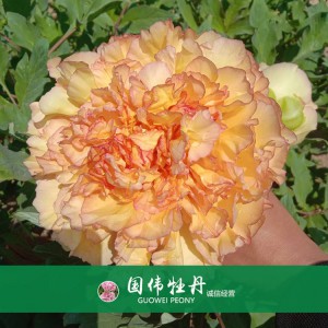 綠色牡丹 黃色牡丹 菏澤牡丹苗批發 牡丹苗出售