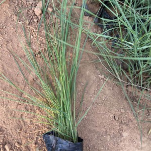 粉黛亂子草批發(fā) 粉黛亂子草花海 廠家直銷