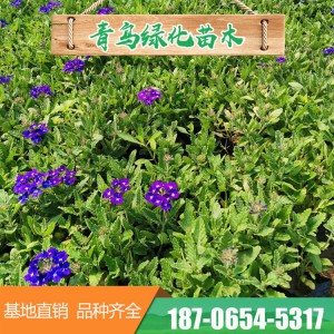 山東細葉美女櫻基地直發盆栽細葉美女櫻 美女櫻營養缽苗 園林工程花壇綠化 大量現貨