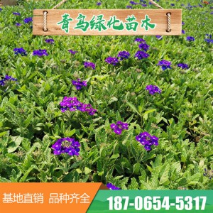 山東細葉美女櫻基地直發盆栽細葉美女櫻 美女櫻營養缽苗 園林工程花壇綠化 大量現貨