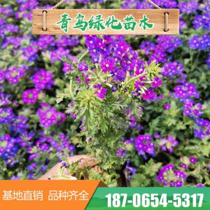 山東細葉美女櫻基地直發盆栽細葉美女櫻 美女櫻營養缽苗 園林工程花壇綠化 大量現貨