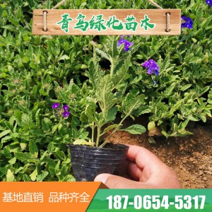 山東細葉美女櫻基地直發盆栽細葉美女櫻 美女櫻營養缽苗 園林工程花壇綠化 大量現貨