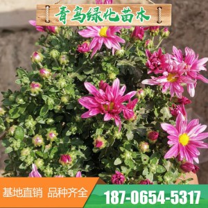 千頭菊基地直供 雙色盆菊花 各種盆栽菊花大量銷售