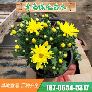 千頭菊基地直供 雙色盆菊花 各種盆栽菊花大量銷售