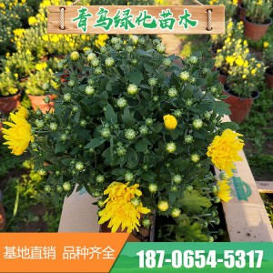 菊花花海 造型千頭菊花 青州千頭菊花花卉種植基地 菊花批發 常年供應菊花