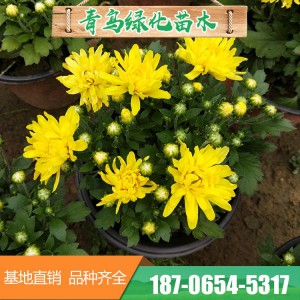 菊花花海 造型千頭菊花 青州千頭菊花花卉種植基地 菊花批發 常年供應菊花
